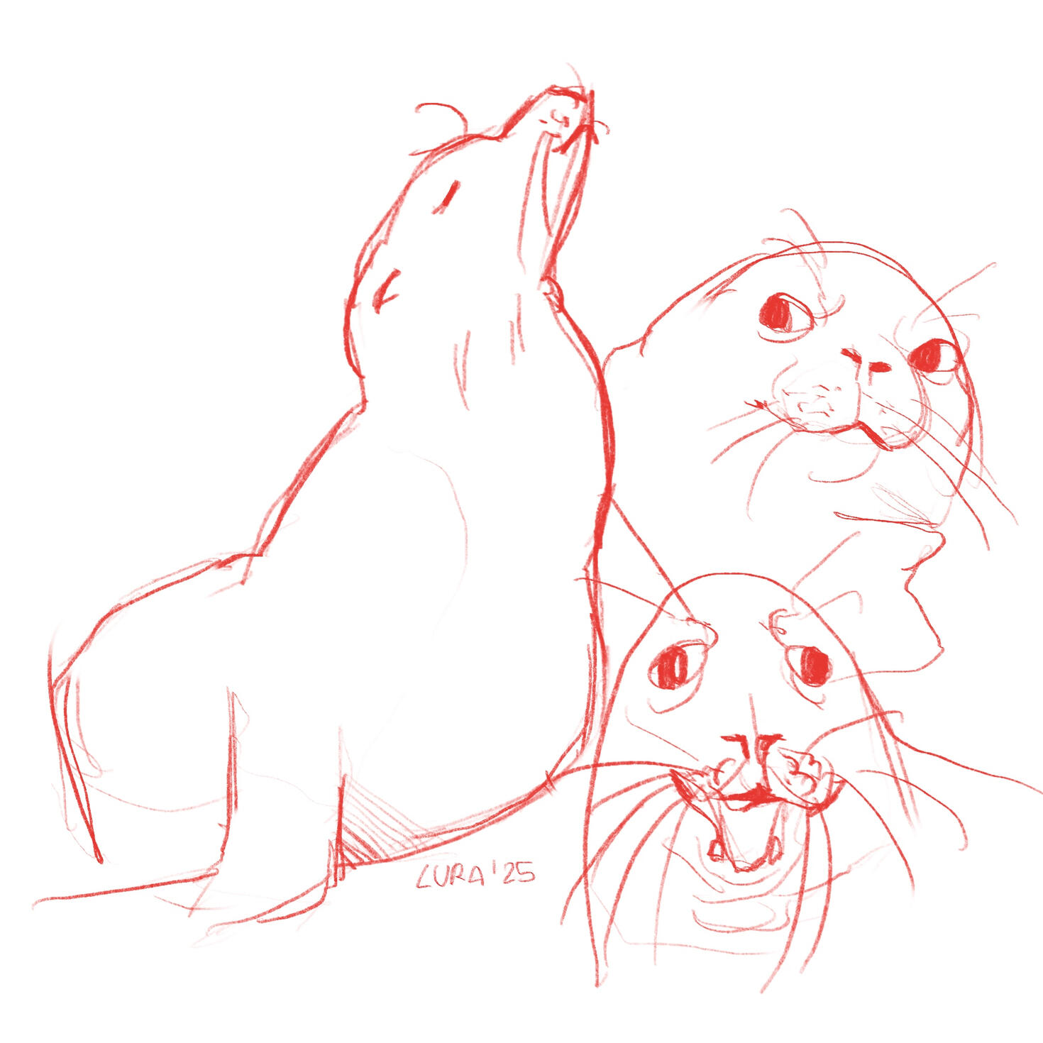focas focas