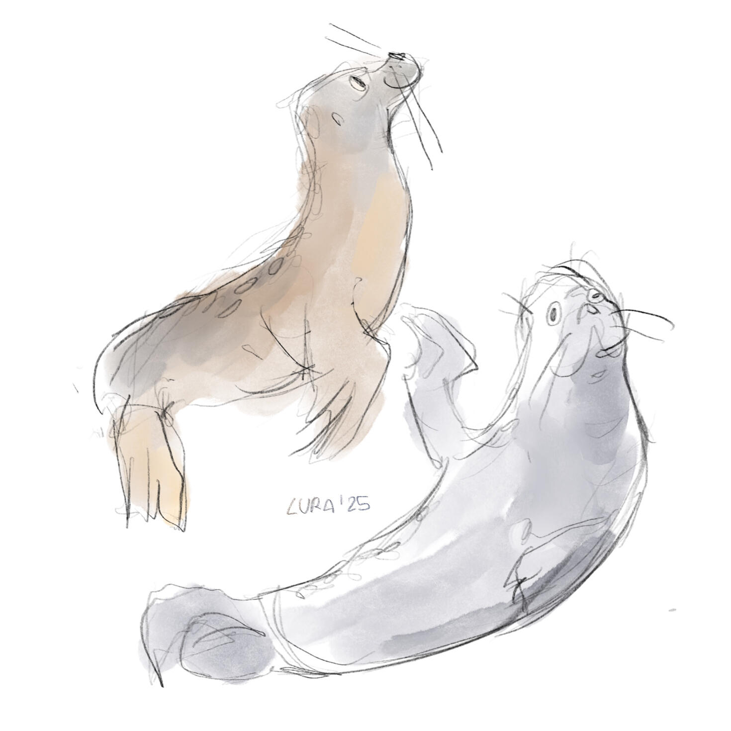 focas