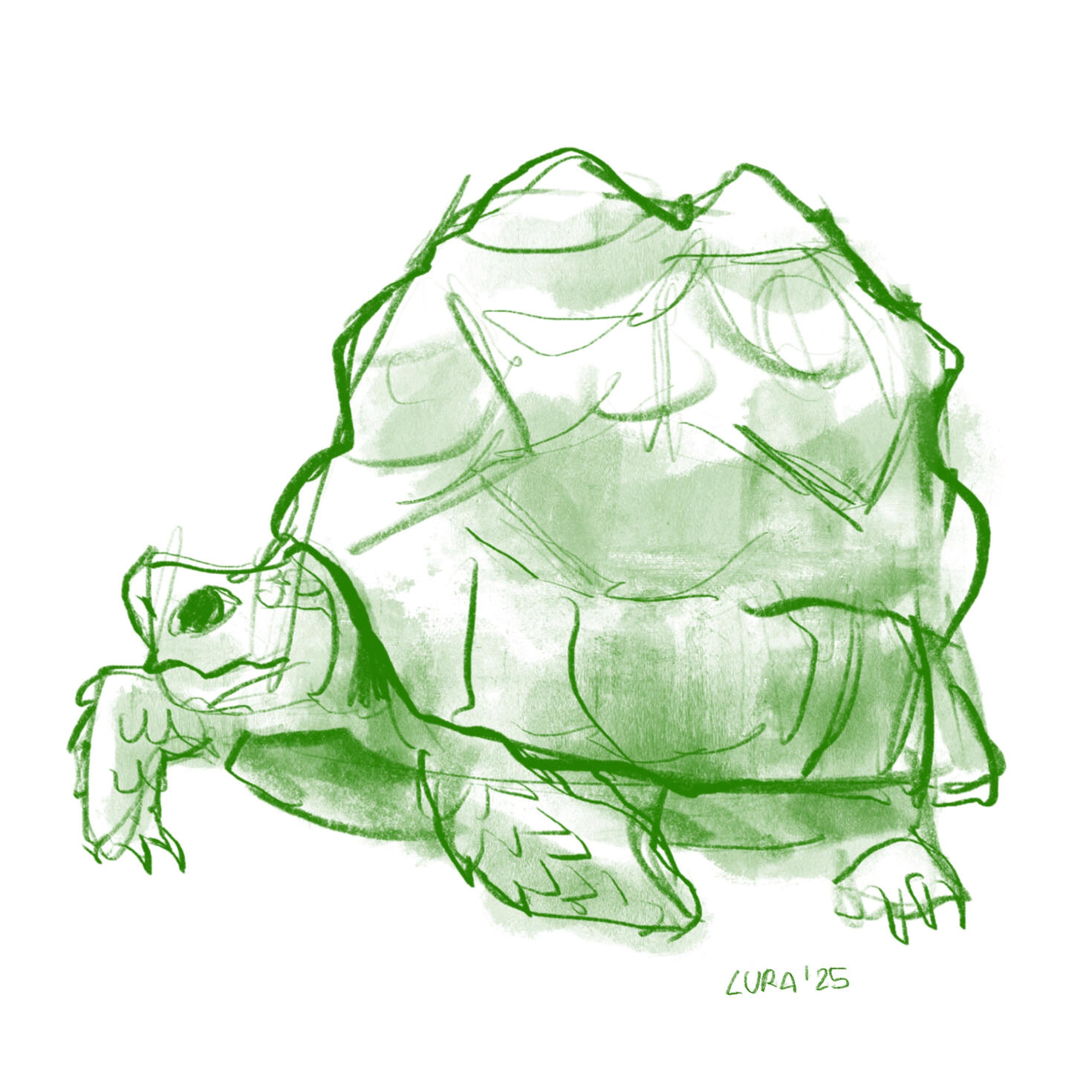 tortuga tortuga